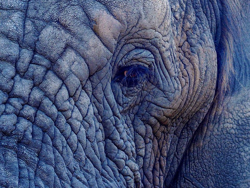 Elefant Close-Up