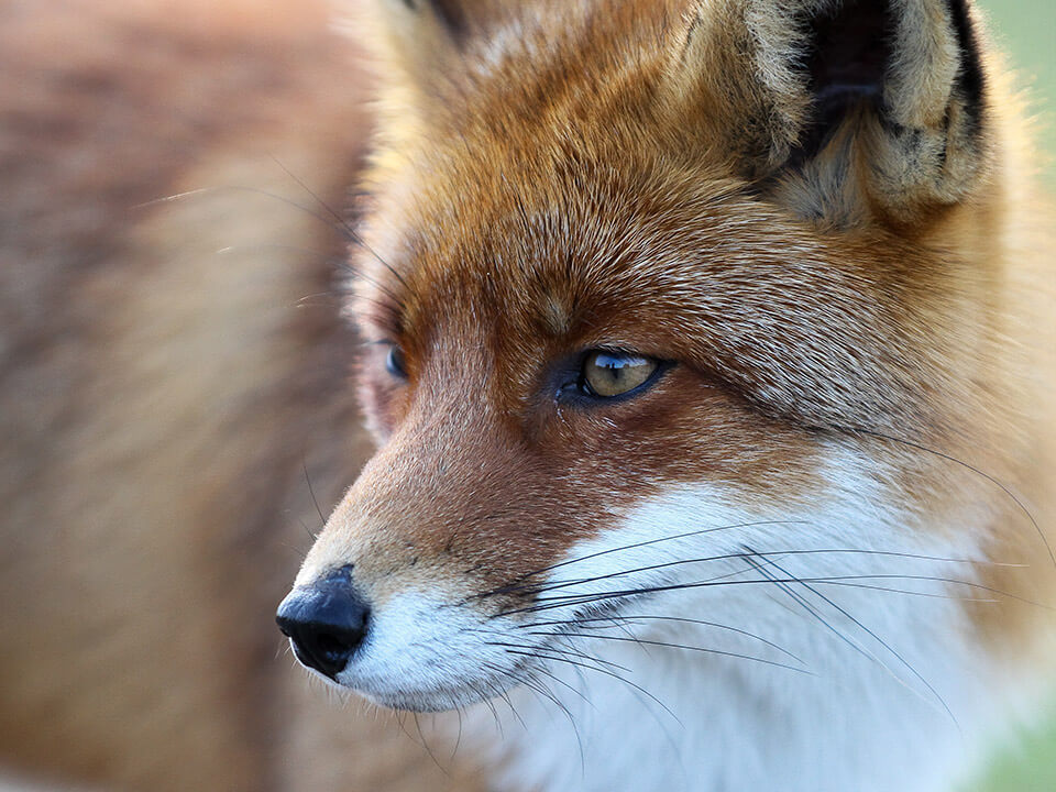 Fotografie Fuchs